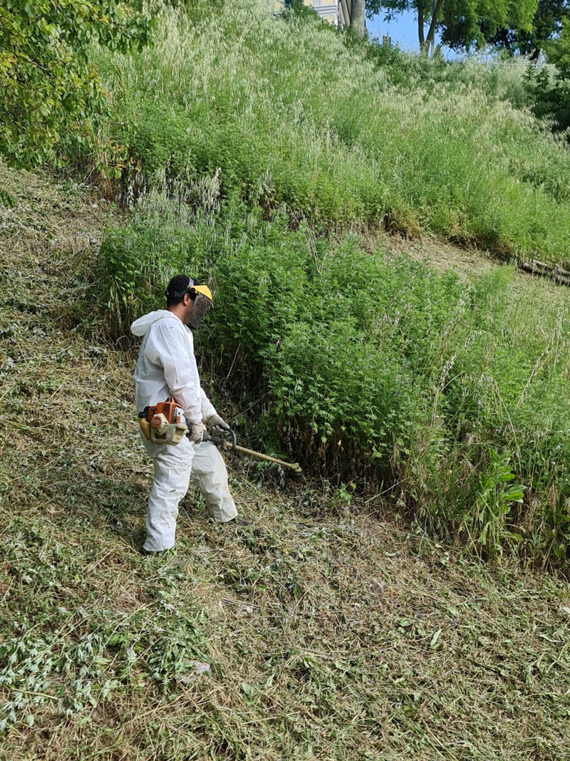 giardinaggio, taglio erba e sterpatura